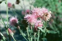 Canada Thistle close-up image